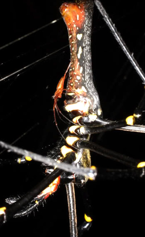 اكتشاف عنكبوت بعرض 25 متر في جزيرة مدغشقر        صورة رقم 2