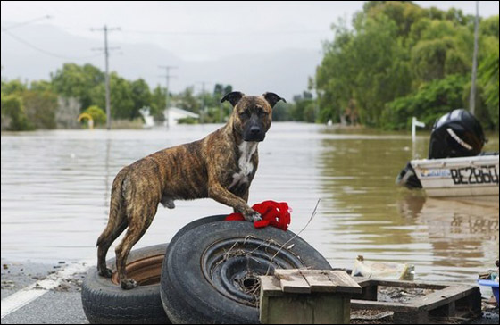 ثالث مدن استراليا تغرق في الفيضانات المدمرة       صورة رقم 9