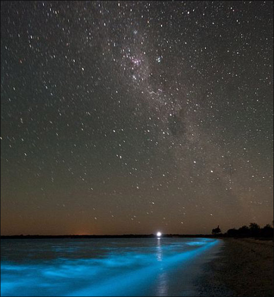 مدهش: سباحو استراليا يرتعون بالبحر 
