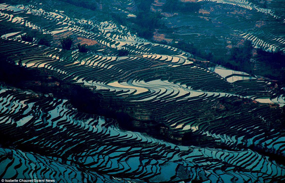 بالصور.. تشكيلات رائعة الجمال لحقول الأرز في الصين!     صورة رقم 2