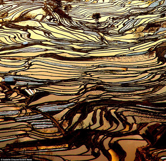 بالصور.. تشكيلات رائعة الجمال لحقول الأرز في الصين!     صورة رقم 3