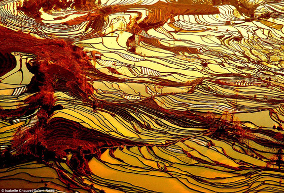 بالصور.. تشكيلات رائعة الجمال لحقول الأرز في الصين!     صورة رقم 4