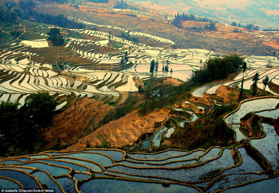 بالصور.. تشكيلات رائعة الجمال لحقول الأرز في الصين!     صورة رقم 5