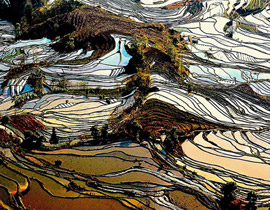 بالصور.. تشكيلات رائعة الجمال لحقول الأرز في الصين!     صورة رقم 1