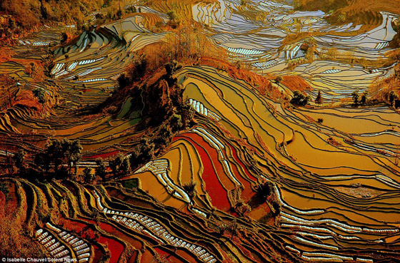 بالصور.. تشكيلات رائعة الجمال لحقول الأرز في الصين!     صورة رقم 6