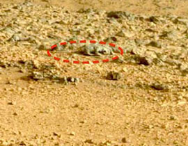 اكتشاف سحلية كأول دليل للحياة على كوكب المريخ  	 صورة رقم 1