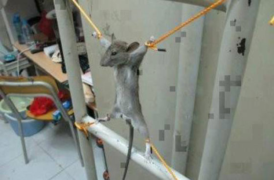 تعذيب فأر بعد ان التهم راتب فلسطيني! صورة رقم 1