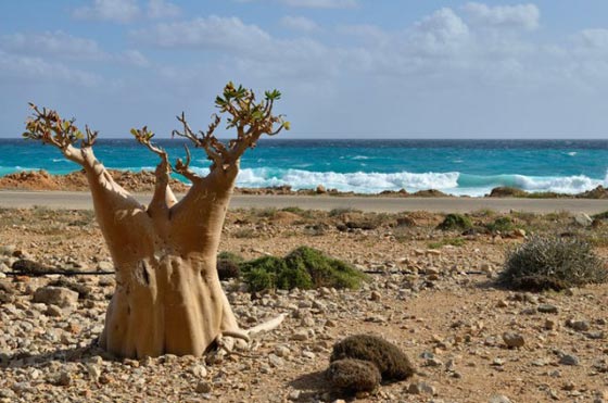 بالفيديو.. عجائب واسرار طبيعة جزيرة سوقطرة اليمنية صورة رقم 3
