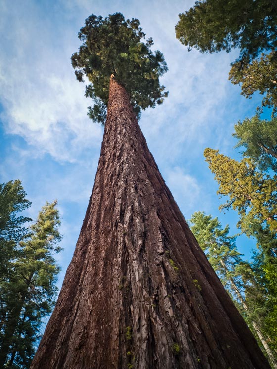 شجرة باسقة في كاليفورنيا هي أقدم مخلوق حي على وجه الأرض صورة رقم 1