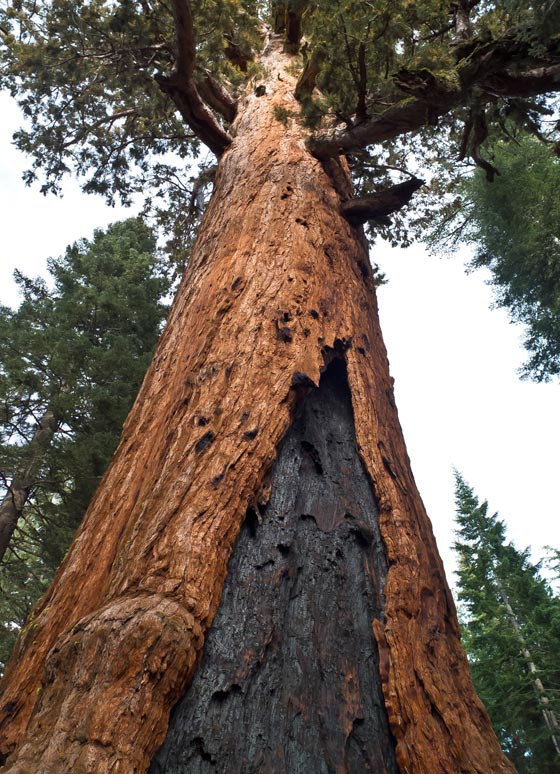 شجرة باسقة في كاليفورنيا هي أقدم مخلوق حي على وجه الأرض صورة رقم 2