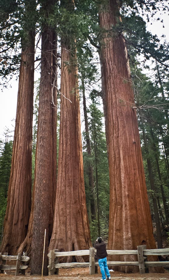 شجرة باسقة في كاليفورنيا هي أقدم مخلوق حي على وجه الأرض صورة رقم 3