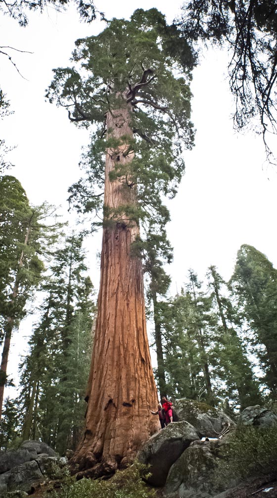 شجرة باسقة في كاليفورنيا هي أقدم مخلوق حي على وجه الأرض صورة رقم 4