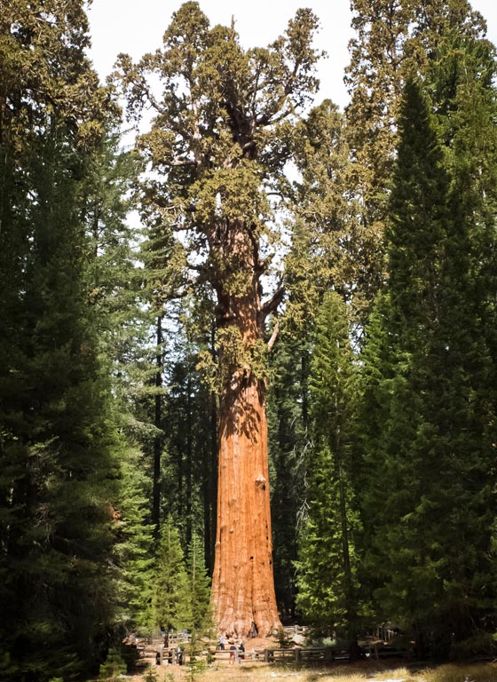 شجرة باسقة في كاليفورنيا هي أقدم مخلوق حي على وجه الأرض صورة رقم 5