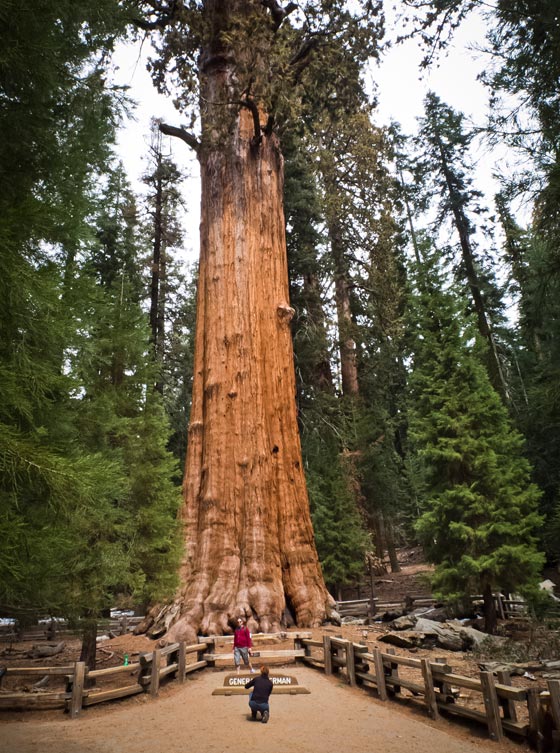 شجرة باسقة في كاليفورنيا هي أقدم مخلوق حي على وجه الأرض صورة رقم 6