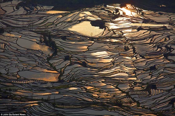 بالصور.. حقول الارز العشوائية ترسم لوحة فنية أخاذة في الصين صورة رقم 1