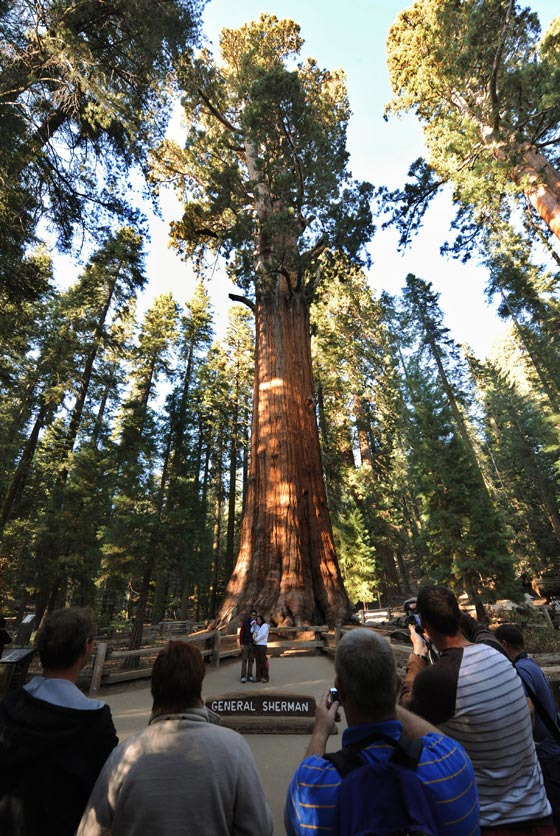 شجرة باسقة في كاليفورنيا هي أقدم مخلوق حي على وجه الأرض صورة رقم 9