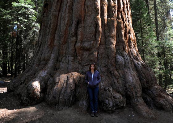 شجرة باسقة في كاليفورنيا هي أقدم مخلوق حي على وجه الأرض صورة رقم 10