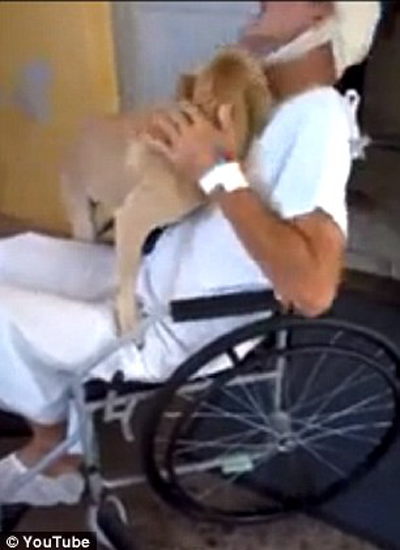 فيديو.. كلب ينتظر صاحبه المريض 8 ايام عند باب المستشفى صورة رقم 3