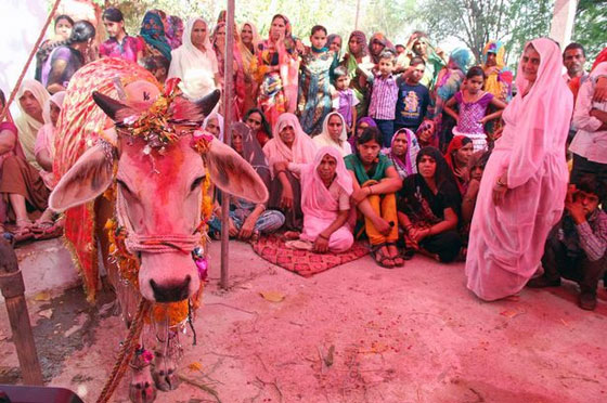 5 الاف هندي يشاركون في زفاف البقرة جانجا من الثور براقاش صورة رقم 1