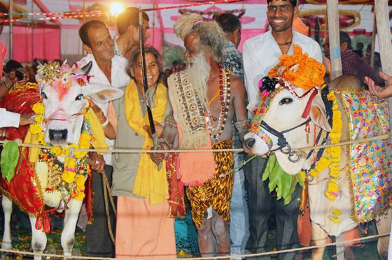5 الاف هندي يشاركون في زفاف البقرة جانجا من الثور براقاش صورة رقم 2