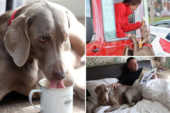 صور كلب يعتقد انه انسان: يستحم يوميا ويعشق الآيس كريم والشاي صورة رقم 1