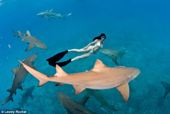 بالصور.. امرأة شجاعة تسبح  منزوعةمع اسماك القرش المفترسة  صورة رقم 2