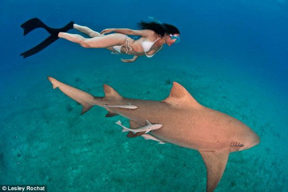 بالصور.. امرأة شجاعة تسبح  منزوعةمع اسماك القرش المفترسة  صورة رقم 3