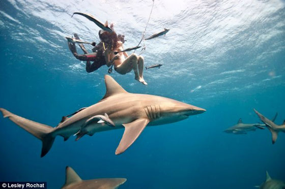 بالصور.. امرأة شجاعة تسبح  منزوعةمع اسماك القرش المفترسة  صورة رقم 4