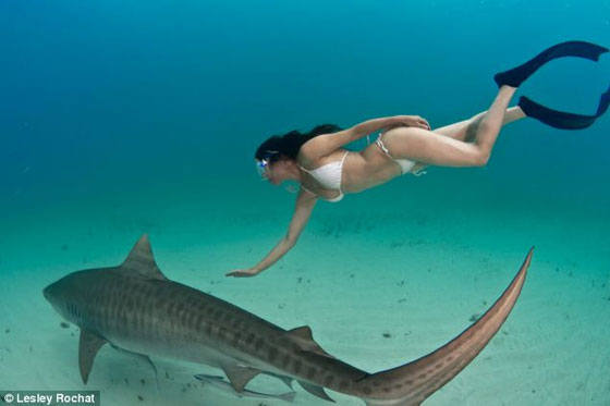 بالصور.. امرأة شجاعة تسبح  منزوعةمع اسماك القرش المفترسة  صورة رقم 5
