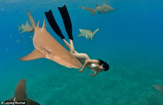بالصور.. امرأة شجاعة تسبح  منزوعةمع اسماك القرش المفترسة  صورة رقم 6