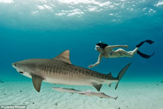 بالصور.. امرأة شجاعة تسبح  منزوعةمع اسماك القرش المفترسة  صورة رقم 7