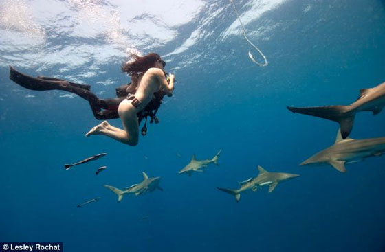 بالصور.. امرأة شجاعة تسبح  منزوعةمع اسماك القرش المفترسة  صورة رقم 8
