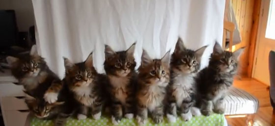 فيديو مذهل لفرقة (قطط) استعراضية مكونة من 7 قطط  صورة رقم 1