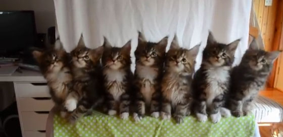 فيديو مذهل لفرقة (قطط) استعراضية مكونة من 7 قطط  صورة رقم 3