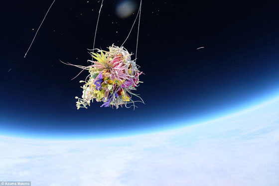 صور رائعة: فنان ياباني يرسل نباتات وباقات من الزهور الجميلة الى الفضاء..  صورة رقم 1