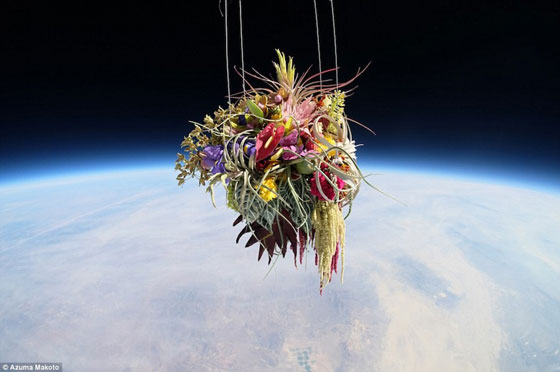 صور رائعة: فنان ياباني يرسل نباتات وباقات من الزهور الجميلة الى الفضاء..  صورة رقم 7