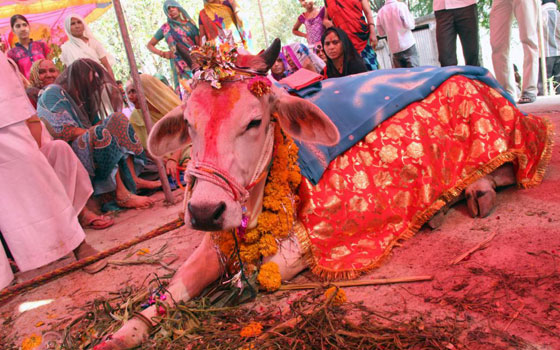 هل تعرف كم يكلف زواج البقر في الهند؟ صورة رقم 9