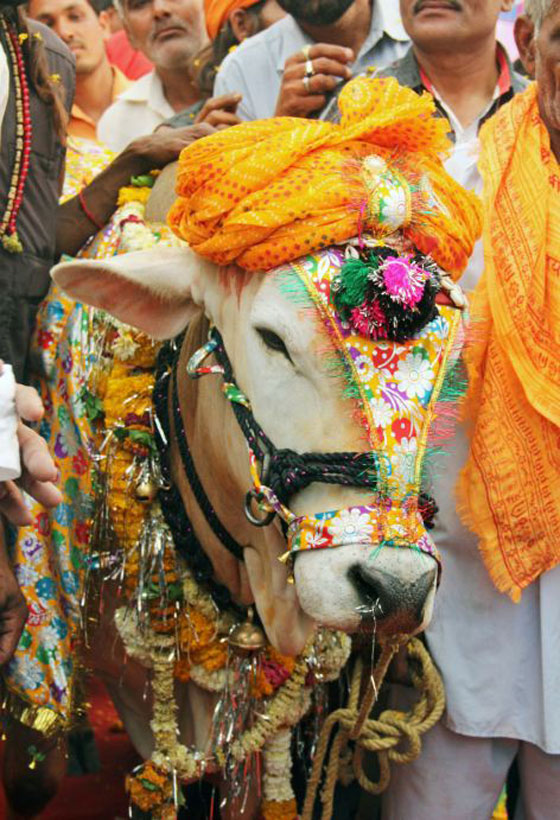 هل تعرف كم يكلف زواج البقر في الهند؟ صورة رقم 3