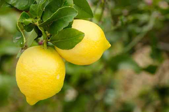 فيه علاج وشفاء.. عصير الليمون يرطب الشعر ويعالج حب الشباب صورة رقم 8