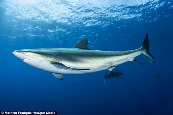 بالفيديو.. غواص يفرك انوف اسماك القرش في اعماق الماء صورة رقم 5
