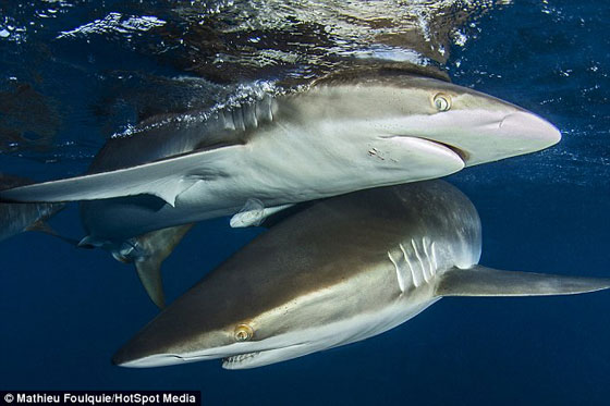بالفيديو.. غواص يفرك انوف اسماك القرش في اعماق الماء صورة رقم 6
