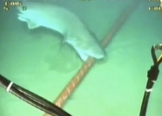 غوغل تعترف: اسماك القرش خطر يتهدد كوابلها تحت المائية! صورة رقم 1