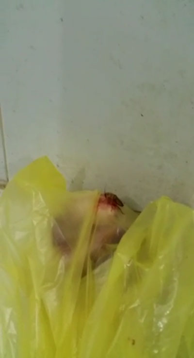 السعودية: صور وفيديو (صرصور) يتمشى فوق اللحوم بأحد مسالخ شقراء صورة رقم 2