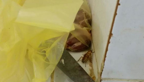 السعودية: صور وفيديو (صرصور) يتمشى فوق اللحوم بأحد مسالخ شقراء صورة رقم 1