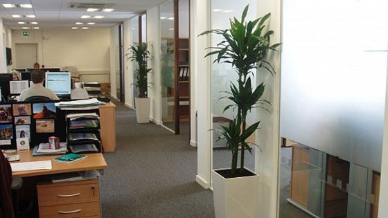 هل تعلم ان وجود النباتات في المكتب يزيد انتاجية العاملين فيه؟ صورة رقم 1