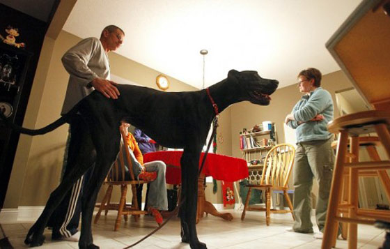 الموت يغيب زوس.. اطول كلب في العالم قبل احتفاله بميلاده السادس صورة رقم 2