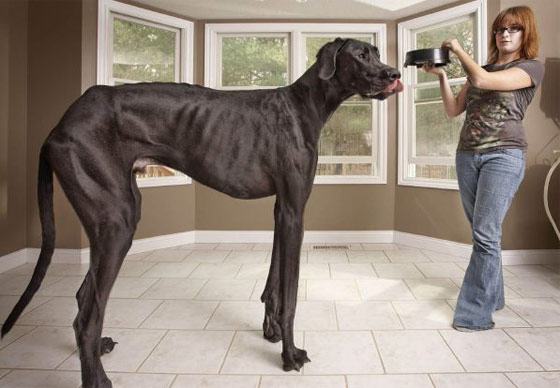 الموت يغيب زوس.. اطول كلب في العالم قبل احتفاله بميلاده السادس صورة رقم 1
