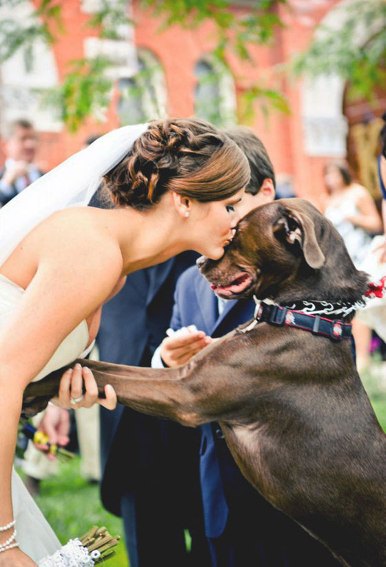 بالصور.. اشخاص رفضوا الاحتفال بزفافهم دون حضور كلابهم صورة رقم 4