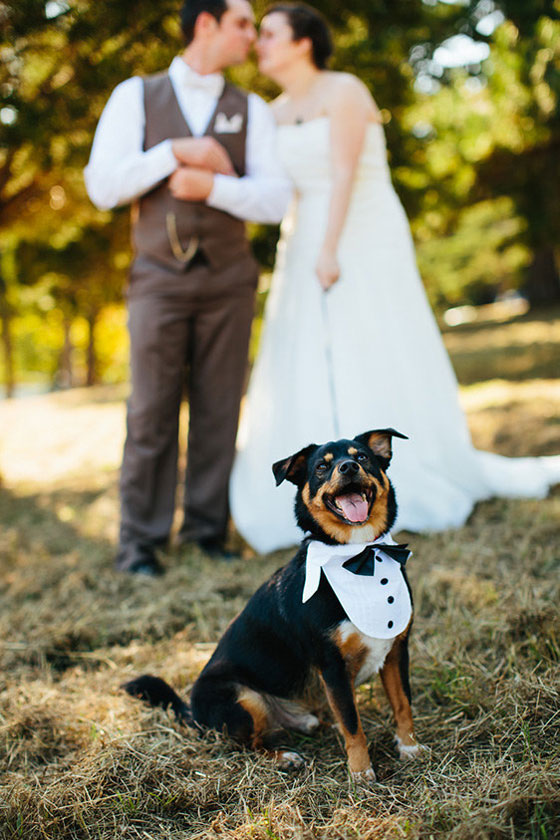 بالصور.. اشخاص رفضوا الاحتفال بزفافهم دون حضور كلابهم صورة رقم 3