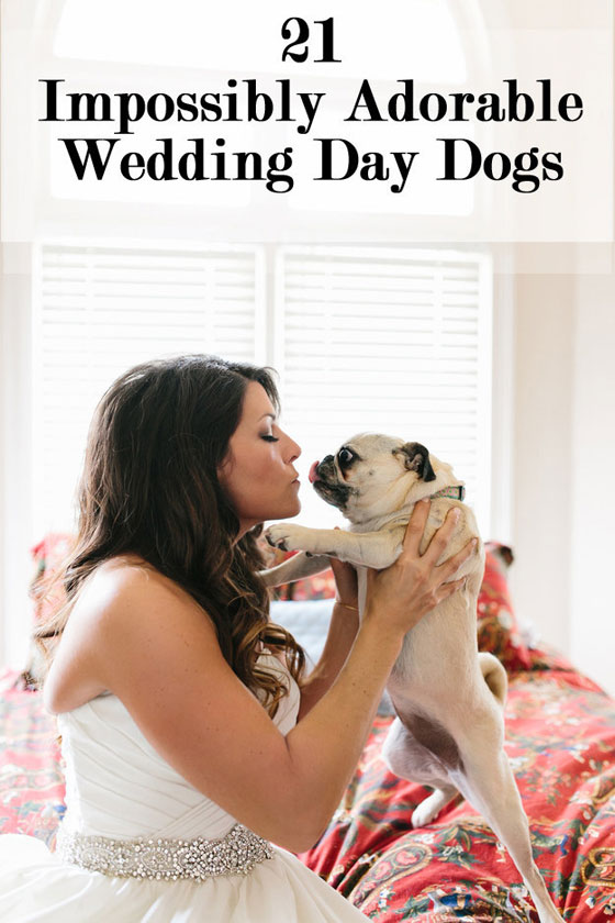 بالصور.. اشخاص رفضوا الاحتفال بزفافهم دون حضور كلابهم صورة رقم 1